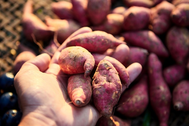 Sweet Potatoes