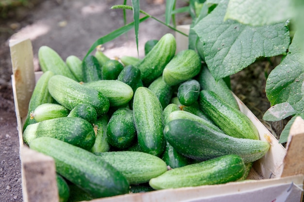 Cucumbers